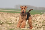 WELSH TERRIER 054